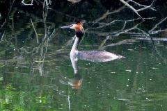 grebe-huppé