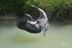 heron-1